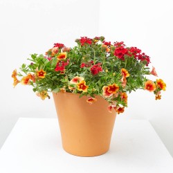 FLORES COMBINADAS MACETA TARRINA 22CM