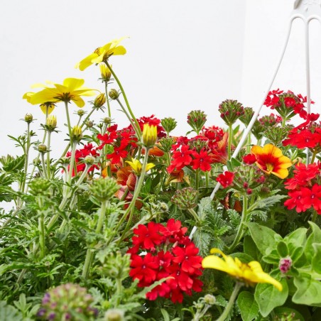 FLORES COMBINADAS MACETA TARRINA 22CM