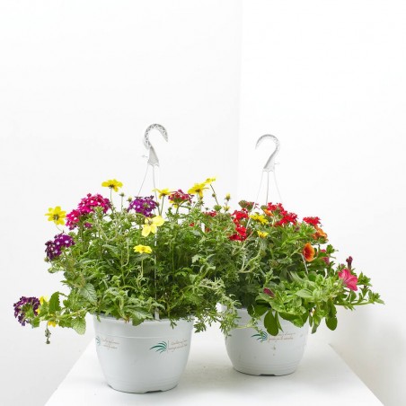 FLORES COMBINADAS MACETA TARRINA 22CM