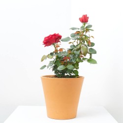 ROSAL PAISAJISTA MACETA 4L PREMIUM