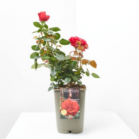 ROSAL PAISAJISTA MACETA 4L PREMIUM