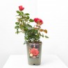 ROSAL PAISAJISTA MACETA 4L PREMIUM