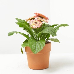 GERBERA EXTERIOR