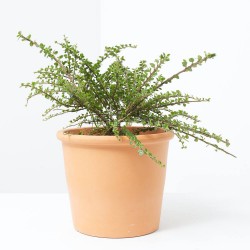 COTONEASTER HORIZONTALIS