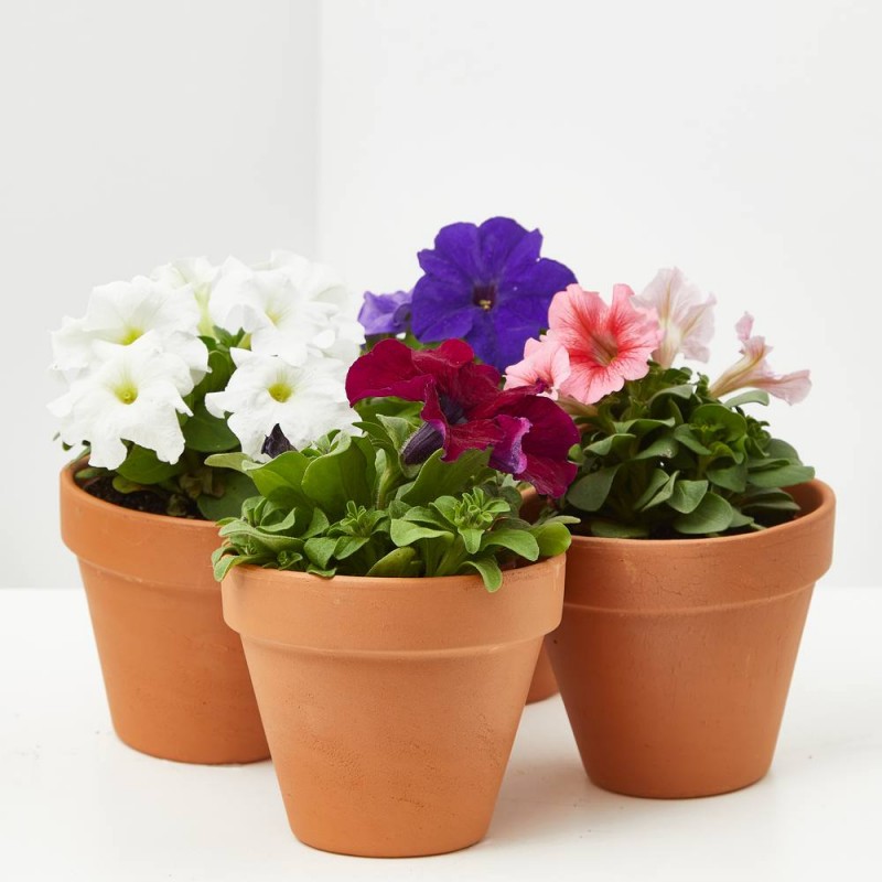 PETUNIA