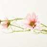 MARGARITA ROSA 63CM TALLO