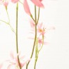 TWEEDIA ROSA 69CM TALLO