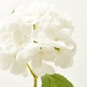 HORTENSIA BLANCA 47CM TALLO