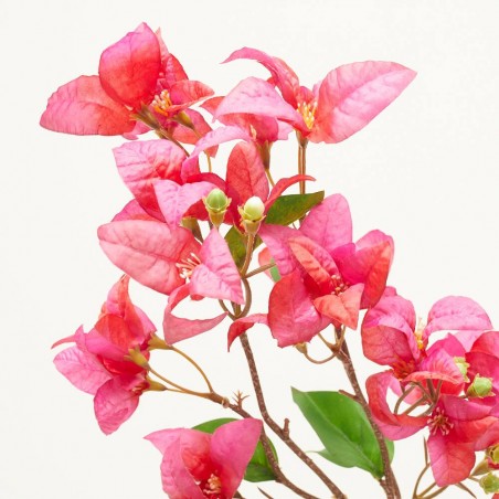 BUGANVILLA ROSA FUCSIA 68CM TALLO