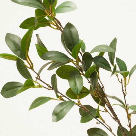 RUSCUS VERDE 90CM TALLO