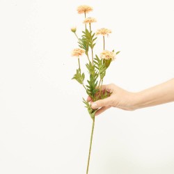 TAGETE MELOCOTON 70CM TALLO