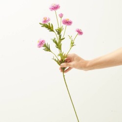 TAGETE PURPURA 70CM TALLO