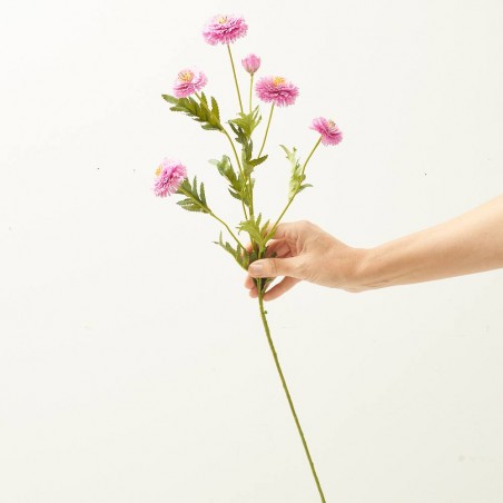 TAGETE PURPURA 70CM TALLO