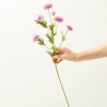 TAGETE PURPURA 70CM TALLO