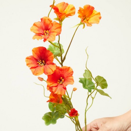 NASTURTIUM NARANJA 78CM TALLO