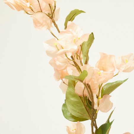 BUGANVILLA MELOCOTÓN 85CM TALLO