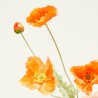 AMAPOLA ARTIFICIAL NARNAJA 63CM TALLO