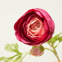 RANÚNCULO FUCSIA 51CM TALLO