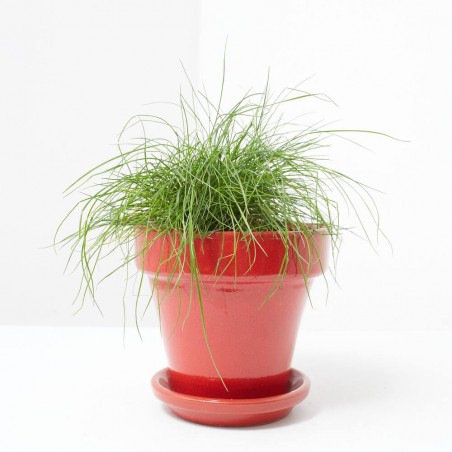 FESTUCA MACETA 13CM