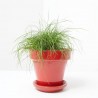 FESTUCA MACETA 13CM