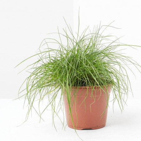 FESTUCA MACETA 13CM