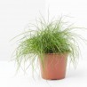 FESTUCA MACETA 13CM