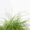 FESTUCA MACETA 13CM