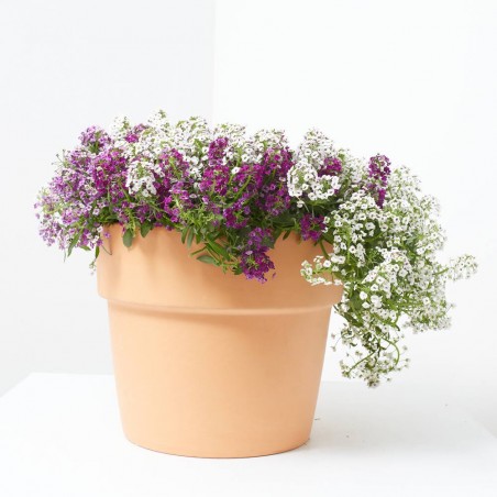 ALLYSUM TARRINA 23CM