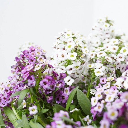 ALLYSUM TARRINA 23CM