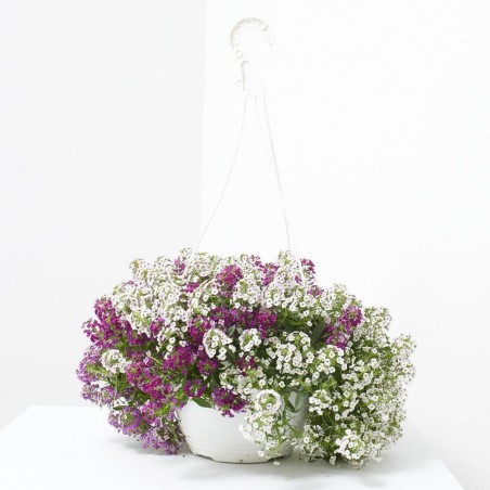 ALLYSUM TARRINA 23CM