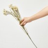 FLOR CERA CREMA 78CM VARA