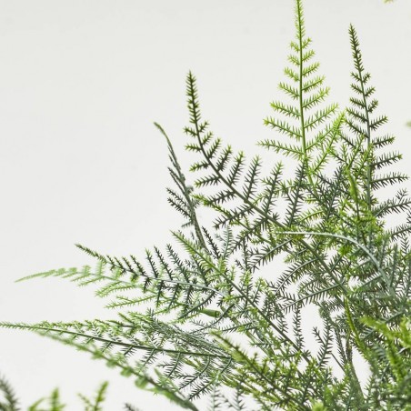 POMO ASPARAGUS X7 48CM VERDE 