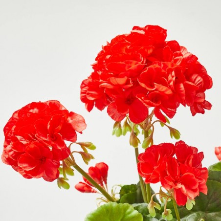 GERANIO ARTIFICIAL MATA ROJO 39CM
