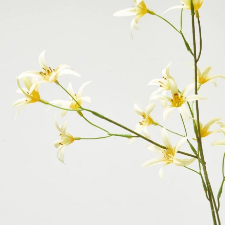 TWEEDIA AMARILLO 69CM TALLO