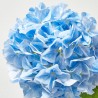 HORTENSIA XL AZUL 90CM TALLO