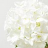 HORTENSIA XL BLANCA 90CM TALLO