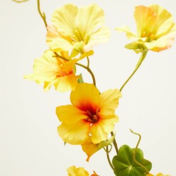 NASTURTIUM AMARILLO 78CM TALLO