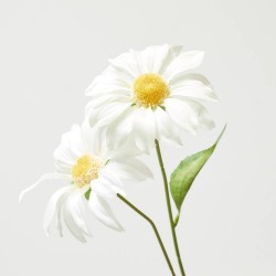 MARGARITA BLANCA 54CM TALLO