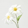 MARGARITA BLANCA 54CM TALLO