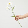 MARGARITA BLANCA 54CM TALLO