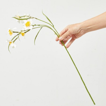 NARCISO AMARILLO BLANCO 68CM TALLO