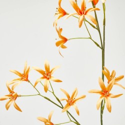 TWEEDIA NARANJA 69CM TALLO