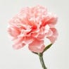 CLAVEL ARTIFICIAL ROSA 67CM TALLO