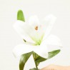 LILIUM BLANCO 56CM TALLO