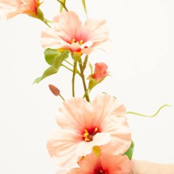 NASTURTIUM MELOCOTON 78CM TALLO