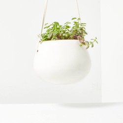 CRASSULA MARGINALIS T-15 COLG.