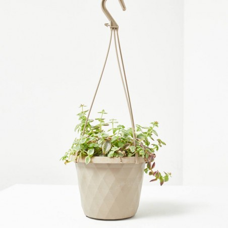 CRASSULA MARGINALIS T-15 COLG.