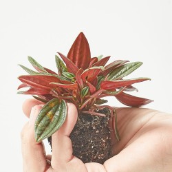 PEPEROMIA CAPERATA ROSSO® MACETA 6CM