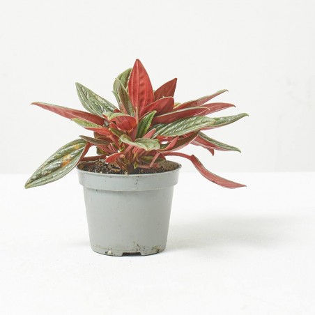 PEPEROMIA CAPERATA ROSSO® MACETA 6CM