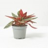 PEPEROMIA CAPERATA ROSSO® MACETA 6CM